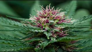 Voice over : A2Z 2026 Organic Soil Mix : Flower Bloom