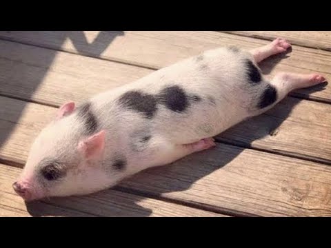 , title : 'Vídeos Engraçados E Fofos Porquinho Compilação 2020   Vídeo Mini Porco'