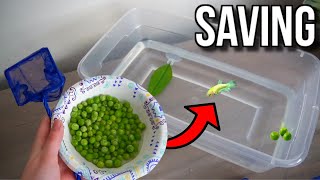 Feeding LUCKY My BETTA FISH PEAS To SAVE HIM! (RESCUE UPDATE)