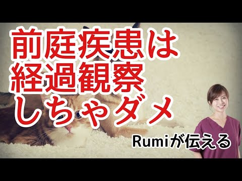 猫の前庭症候群 - 症状、原因、治療法