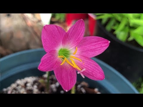 download lagu mp3 mp4 Fairy Lily Care, download lagu Fairy Lily Care gratis, unduh video klip Fairy Lily Care