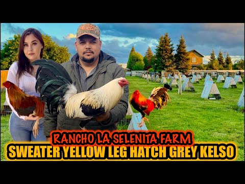 Sweater Yellow Leg Hatch Grey Kelso ~ RANCHO LA SELENITA GAMEFARM