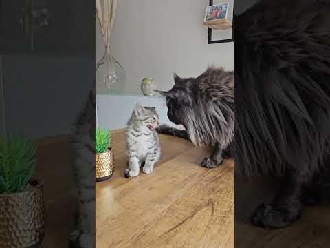 Giant maine coon meets little kitten
