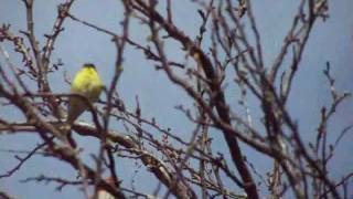 Yellow Finch Singing, Mockingbird eats Cactus Fruit