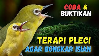 Download lagu Pleci RIBUT Cocok Buat Terapi Pleci Bahan dan Pancingan Pleci Malas Bunyi mp3 Download lagu Pleci RIBUT Cocok Buat Terapi Pleci Bahan dan Pancingan Pleci Malas Bunyi mp3