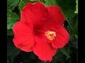 Red Hibiscus on skin- Mychael Danna