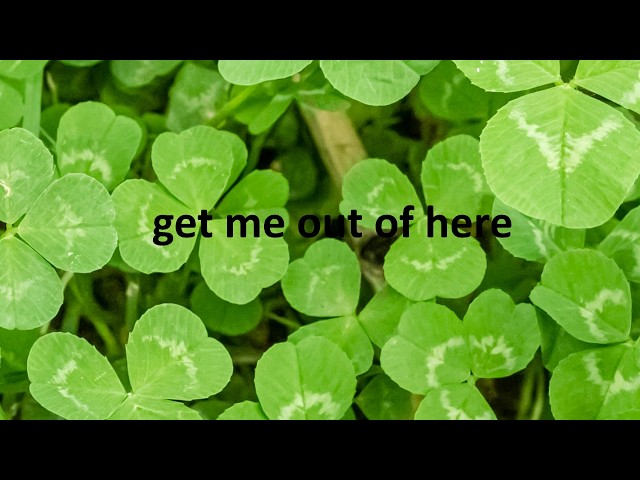 Clovers