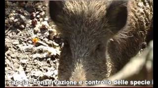 preview picture of video '2010-2011 Puntata #14 - Offida - Caccia alla Volpe'
