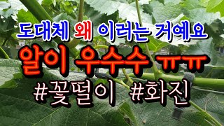 6월 #샤인머스켓 포도 심각한 #꽃떨이 #화진