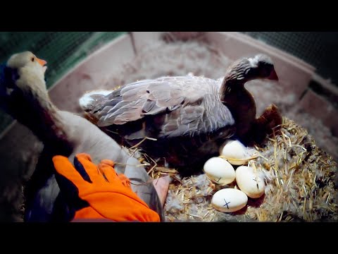image-How long does it take for geese to have babies?