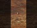 Big Bull Caribou Where To Shoot Sako Steiner Animals Wildlife Hunting Tips