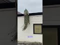 Kevin the peacock has been 'TERRORISING' this town🤣