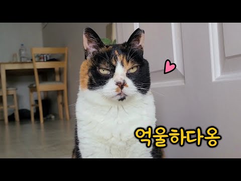 수컷 아니고 암컷이에요! 생김새 때문에 수컷 삼색냥으로 오해받아서 억울한 나비