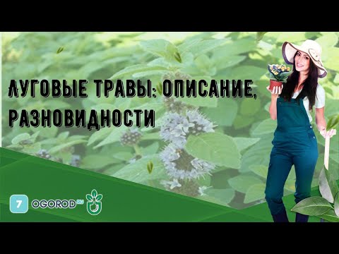 Луговые травы: описание, разновидности