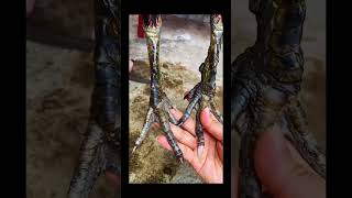 Download lagu ayam ganoi pukul mati vietnam, tulangan super mewah mp3 Download lagu ayam ganoi pukul mati vietnam, tulangan super mewah mp3