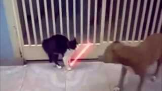 EPIC FAIL - Funny cats compilation!