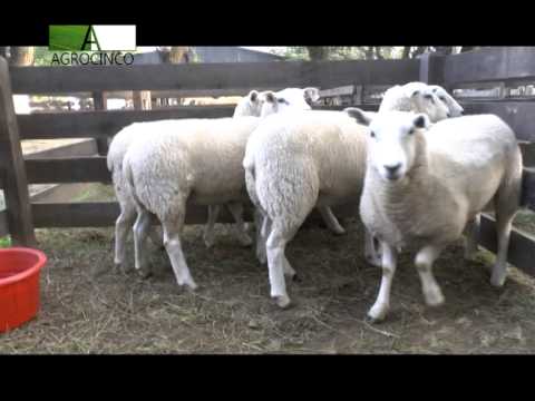 AGRO 5   RAUL GONCALVEZ  Sta ELENA PALMA SOLA  11 10 14