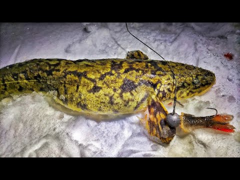 MADE PILKINTÄ | KUINKA PILKIT MADETTA | MATEEN PILKINNÄN ABC | #PILKKIMINEN #KALASTUS