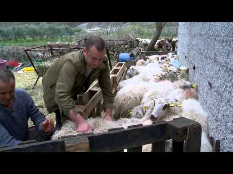 Storija od ovac i sira