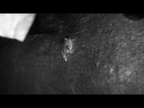 Djuma: Foam Nest Tree Frog - 21:50 - 04/16/20