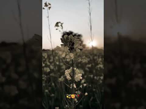 Bayasa Raja pathare Odia //odia status video//old status 💫🥀🥰#oldisgold #shorts  #odiasong