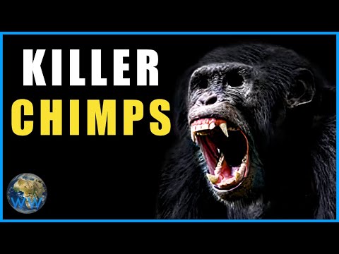 Wild Chimpanzee Attacks