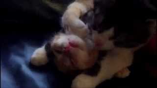 Love Kitten in action