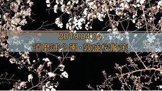 2019.04.04 須磨浦公園・敦盛桜散策
