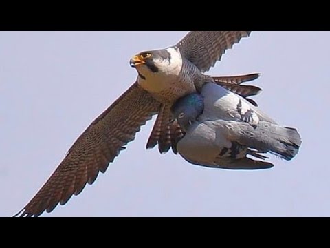falcon attack peregrine falcon unexpectedly😢🤯