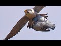 Falcon Attack Peregrine Falcon Unexpectedly