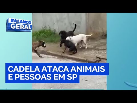 Cachorra agressiva causa pânico ao atacar animais e pedestres em Juquitiba (SP)
