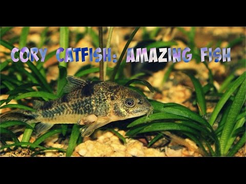 Cory Catfish: Amazing Fish