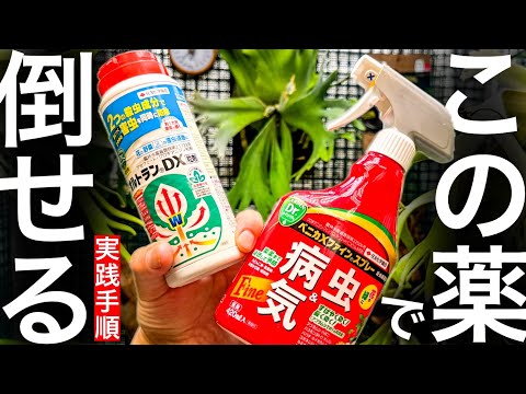 蘭のコナカイガラムシを駆除するにはどうすればよいですか?それらを永久に除去するための5つの自然な治療法  庭園