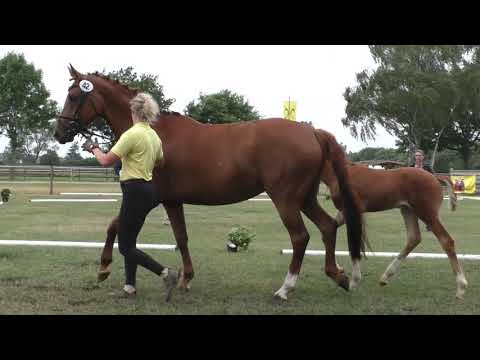 Sudweyher Fohlentermin 2020 - Kat.-Nr. 42