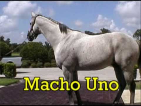 Macho Uno & Red Bullet Thoroughbred race horses