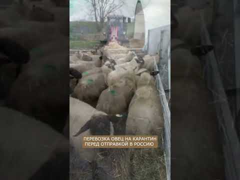 , title : 'Продам овец из Европы I WhatsApp: +7 (902) 516-66-66'