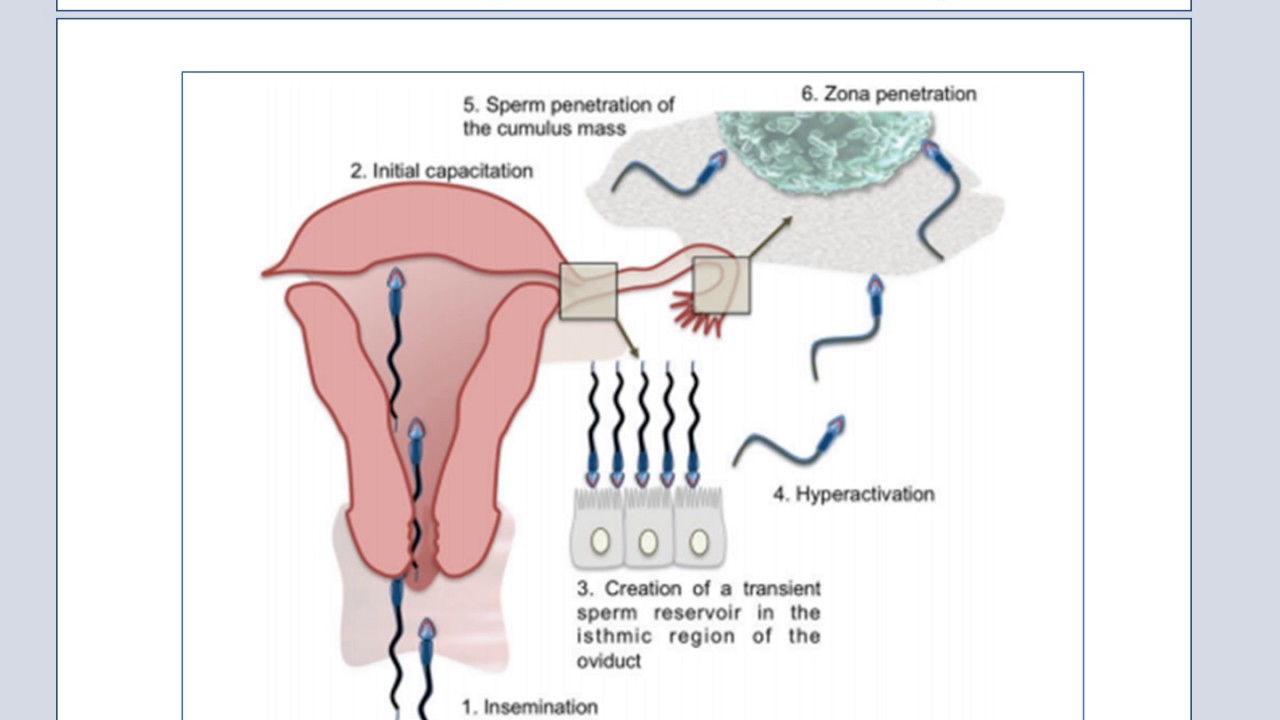 Fecundacao e 1a Semana de Desenvolvimento