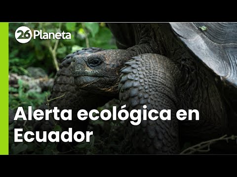 Un árbol que amenaza la migración de las tortugas gigantes de Galápagos | #26Planeta