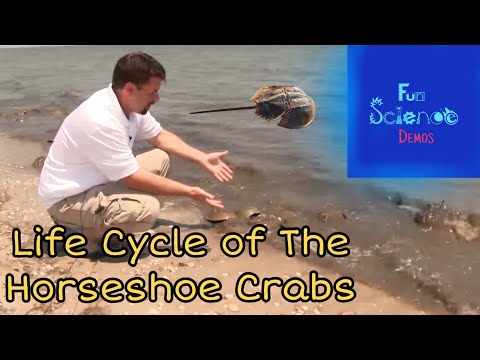 Life Cycle of the Horseshoe Crab
