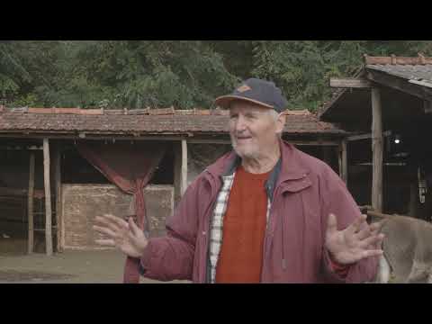 Uzgoj MAGARACA i proizvodnja MAGARECEG MLEKA u Ljutovu - U nasem ataru 925