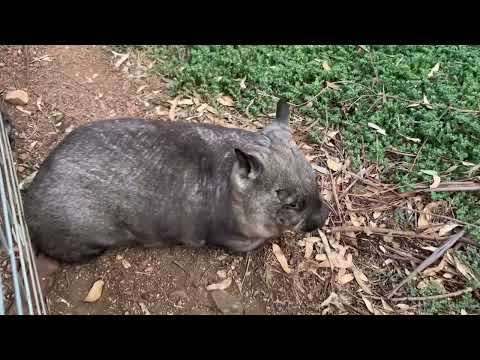 Wombat Wednesday… tumbles… flips… three sixty’s. It’s a Wombat thing @rufusthecouchkangaroo5999