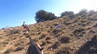 Rabbit hunting at ziarat