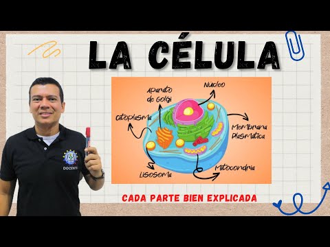 THE CELL. CELL STRUCTURE AND FUNCTION. MITOCHONDRIA, RIBOSOMES, LYSOSOMES, ETC.
