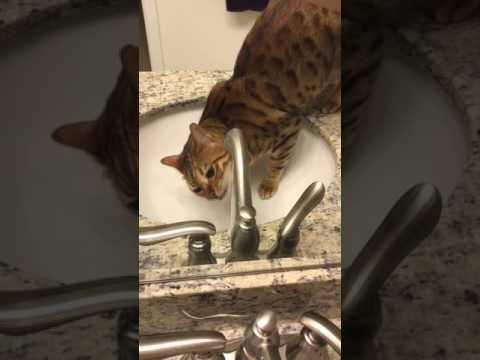 Cute Bengal cat Drinking straight from the sink!