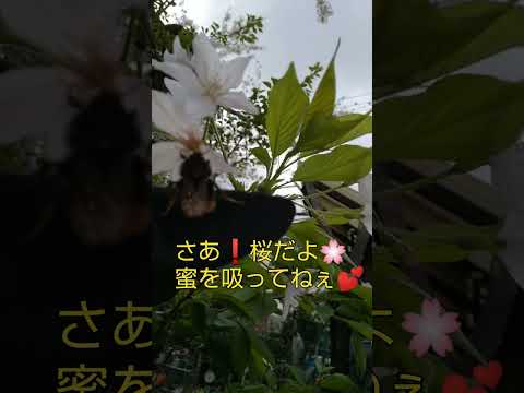 シナノキの木の下で死んだマルハナバチ: これがあなたができる助けです 自然と動物