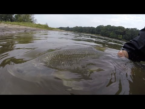 Boleń: Potęga Ataku. | Wędkarstwo Rzeczne. | Odcinek #200!