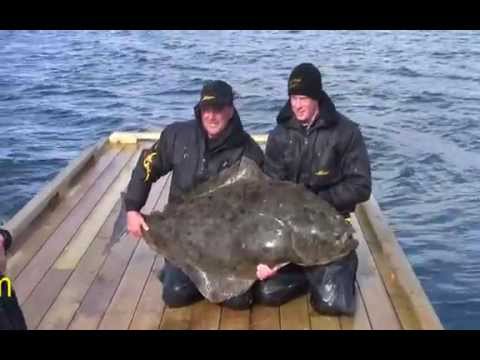 Traumfischen unter der Mitternachtssonne (DVD Trailer)