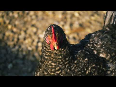 Out with the Birds - TRAILER