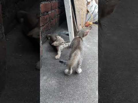 Funny Cat fighting 🤣🤣.       #cat #viral