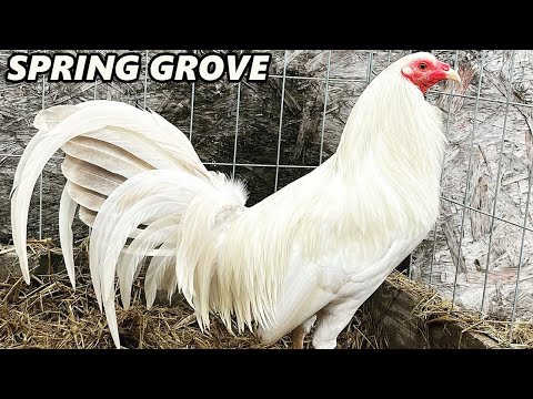 Beautiful White Bird Bulik Dom SPRING GROVE Farm Roberto Ramirez